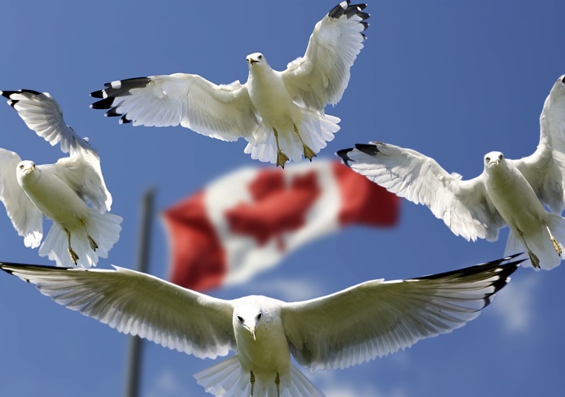 移民加拿大，工作签证和工作许可是什么，有何作用？